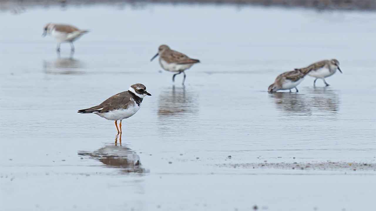Common Ringed Plover